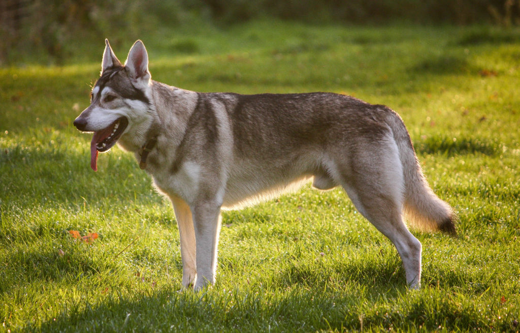 Personal Injury Dog Bites