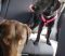 Pet Laws Rescue from Motor Vehicle